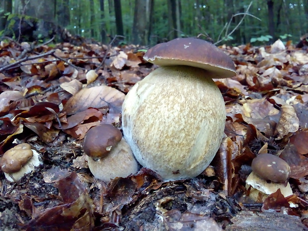 hríb dubový Boletus reticulatus Schaeff.