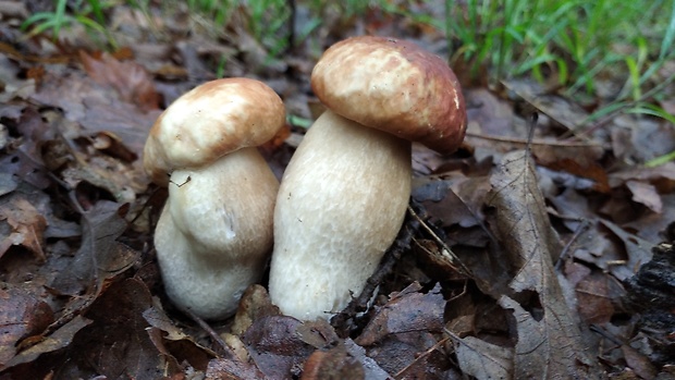 hríb dubový Boletus reticulatus Schaeff.