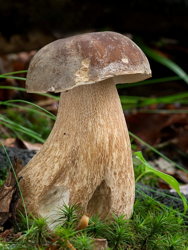 hríb dubový Boletus reticulatus Schaeff.