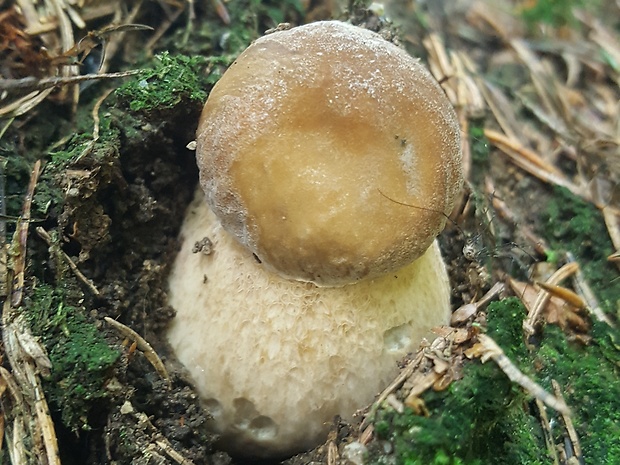 hríb dubový Boletus reticulatus Schaeff.