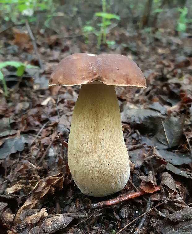 hríb dubový Boletus reticulatus Schaeff.