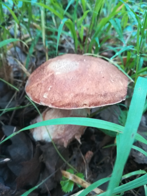 hríb dubový Boletus reticulatus Schaeff.