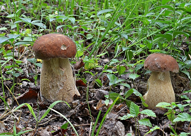 hríb dubový Boletus reticulatus Schaeff.