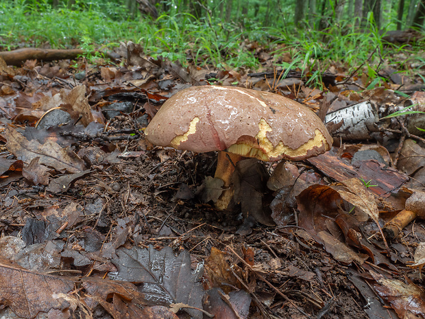 hríb nádherný Butyriboletus fuscoroseus (Smotl.) Vizzini & Gelardi