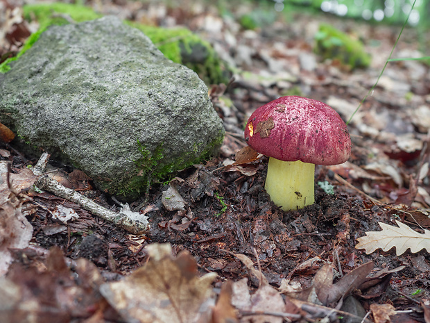 hríb kráľovský Butyriboletus regius (Krombh.) D. Arora & J.L. Frank