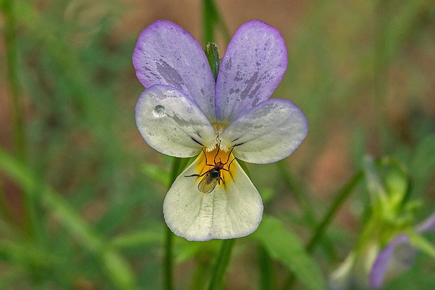 krúživka  Empis sp.