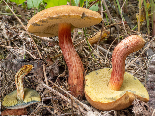 suchohríb pieskomilný Hortiboletus bubalinus (Oolbekk. & Duin) L. Albert & Dima