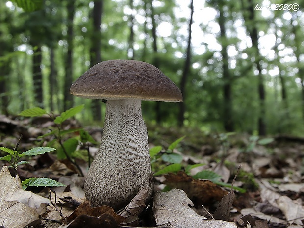 kozák hrabový Leccinum pseudoscabrum (Kallenb.) Šutara