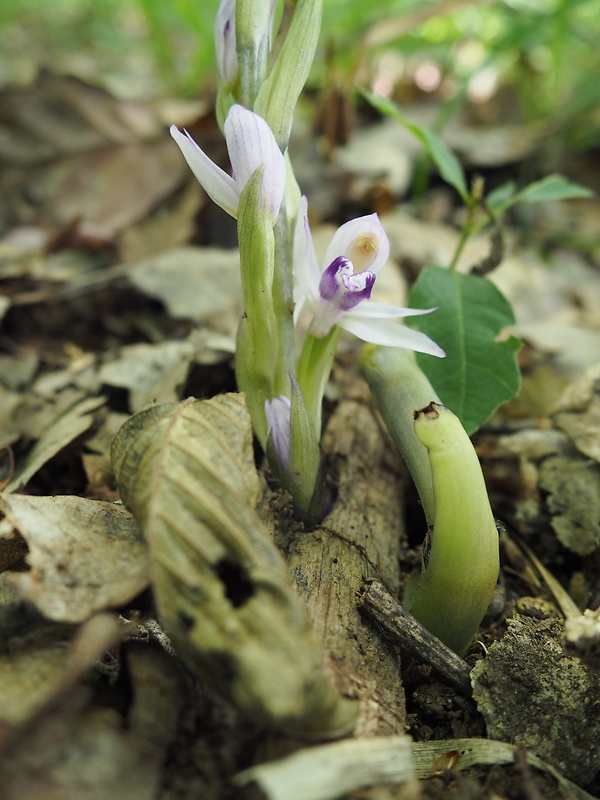 modruška pošvatá Limodorum abortivum (L.) Sw.