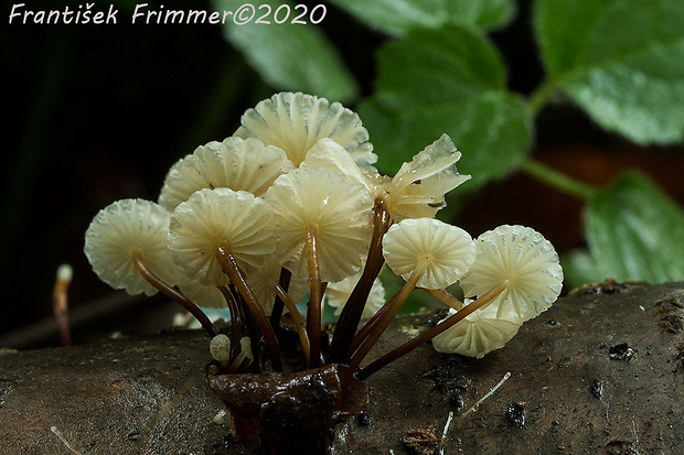 tanečnica fialovosivá Marasmius wynneae Berk. & Broome