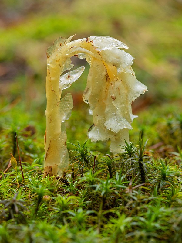 hniliak smrekový Monotropa hypopitys L.