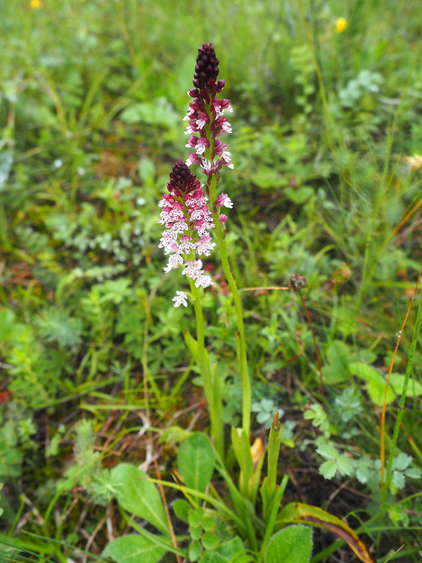 neotinea počerná letná Neotinea ustulata subsp. aestivalis (Kümpel) Bateman