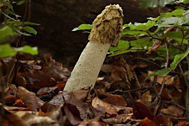 hadovka smradľavá Phallus impudicus L.