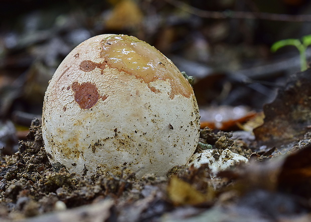 hadovka smradľavá Phallus impudicus L.