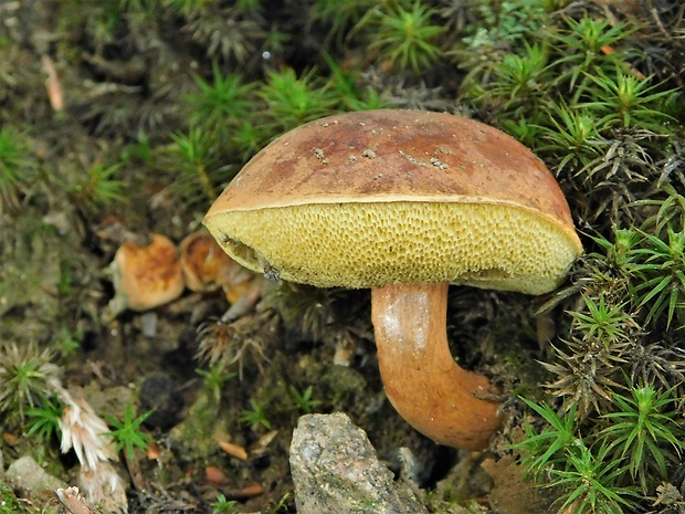 suchohríb marhuľovožltý Rheubarbariboletus armeniacus (Quél.) Vizzini, Simonini & Gelardi