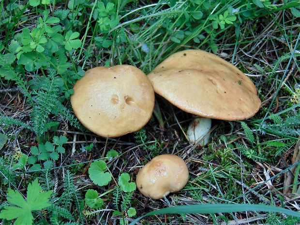 masliak zrnitý Suillus granulatus (L.) Roussel