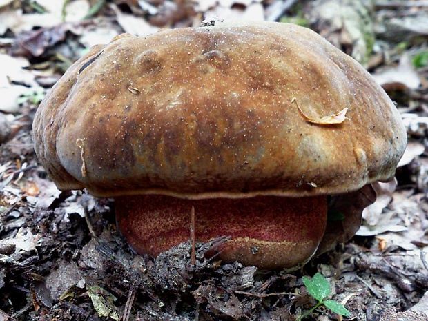 hríb zrnitohlúbikový Sutorius luridiformis (Rostk.) G. Wu & Zhu L. Yang