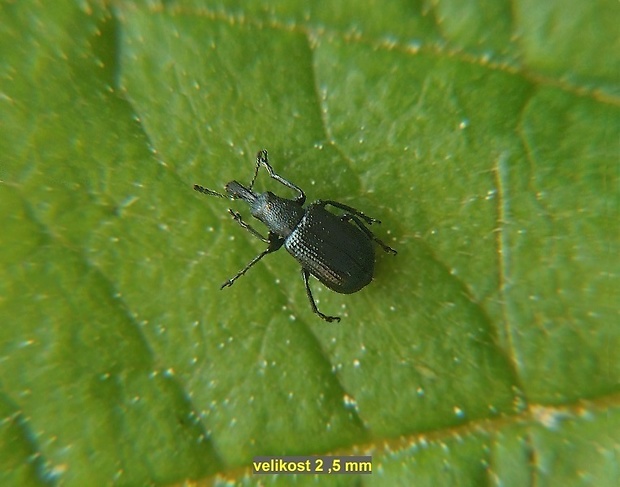 nosánik   /   zobonoska Temnocerus coeruleus Fabricius, 1798