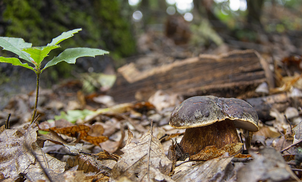 hríb bronzový Boletus aereus Bull. ex Fr.