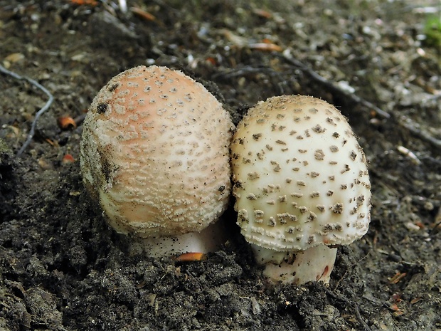 muchotrávka červenkastá Amanita rubescens Pers.