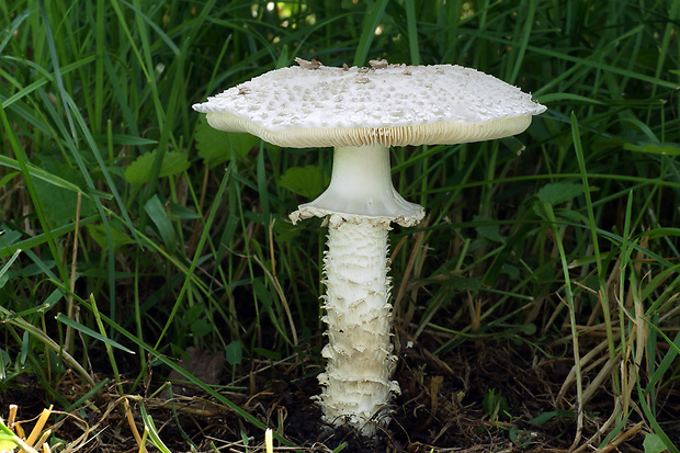 muchotrávka Vittadiniho Amanita vittadinii (Moretti) Vittad.