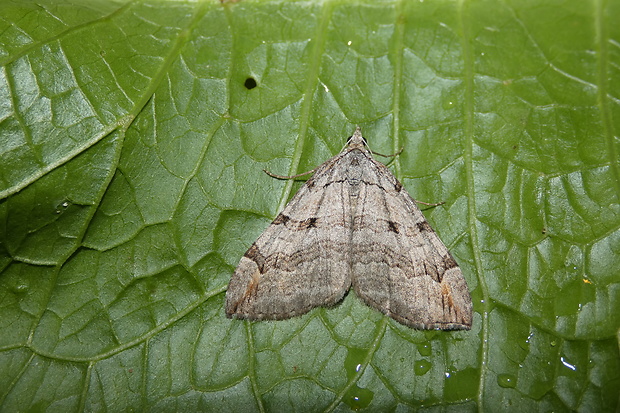 piadivka úhorová Aplocera plagiata