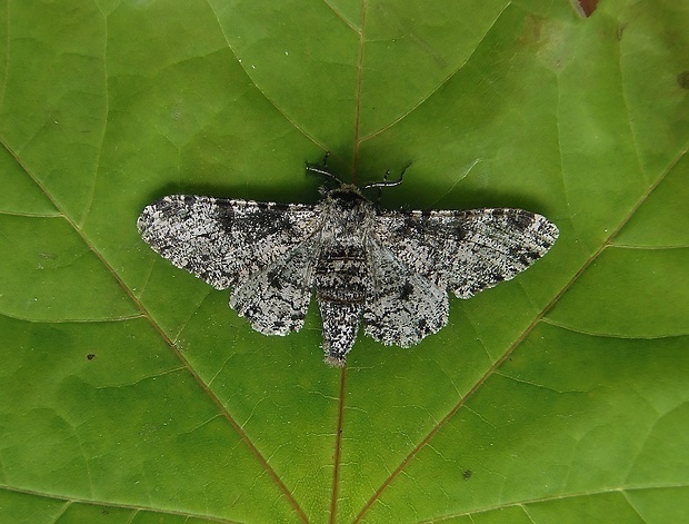 piadivka brezová   /   drsnokřídlec březový Biston betularia Linnaeus, 1758