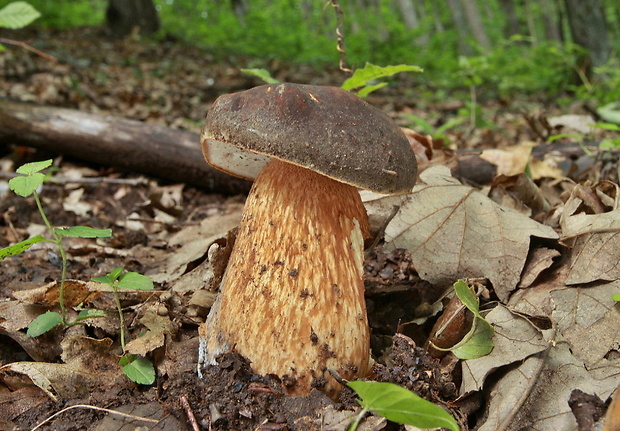 hríb bronzový Boletus aereus Bull. ex Fr.