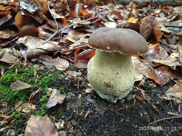 hríb dubový Boletus reticulatus Schaeff.