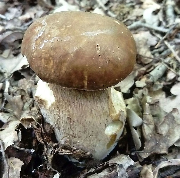 hríb dubový Boletus reticulatus Schaeff.