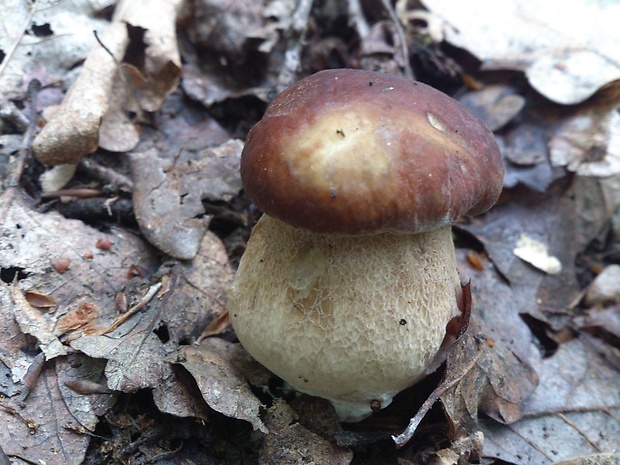 hríb dubový Boletus reticulatus Schaeff.