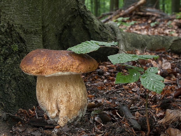 hríb dubový Boletus reticulatus Schaeff.