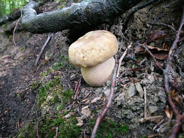 hríb dubový Boletus reticulatus Schaeff.