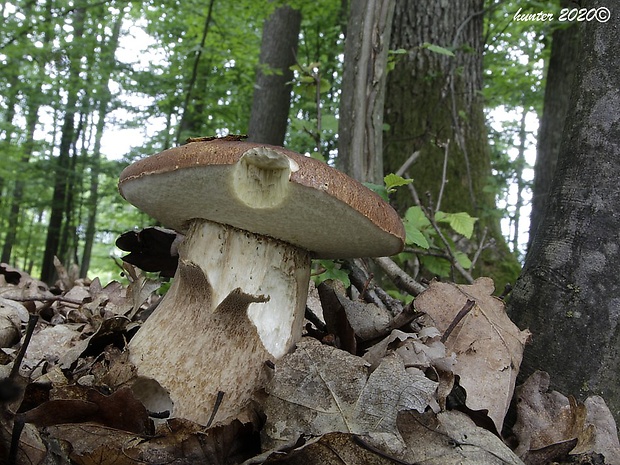 hríb dubový Boletus reticulatus Schaeff.