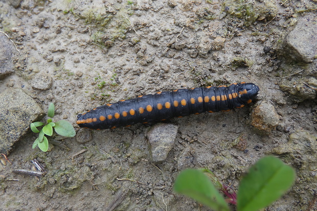 mora mrkvová  Cucullia lucifuga