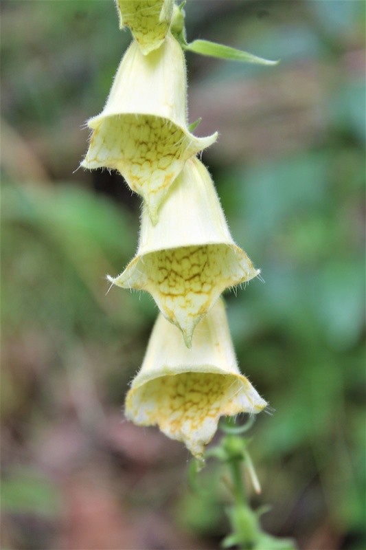 náprstník veľkokvetý Digitalis grandiflora Mill.