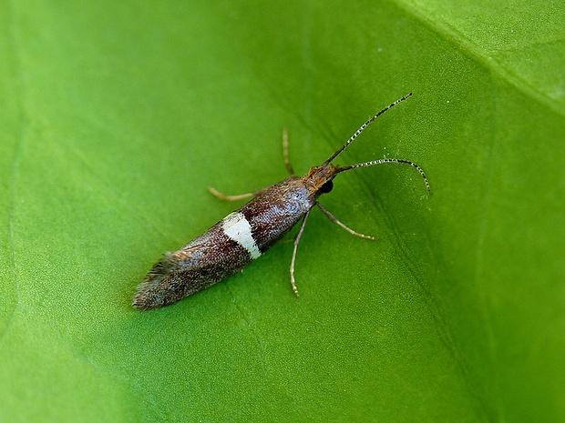 molička žerušnicová Eidophasia messingiella