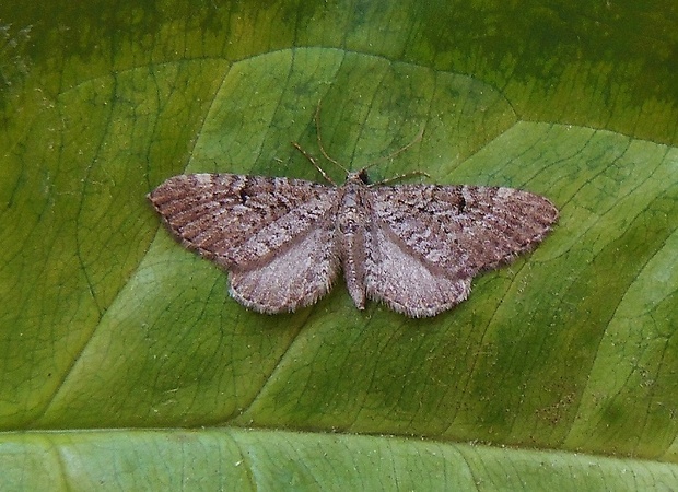 kvetnatka borievková   /   píďalička jalovcová Eupithecia intricata Zetterstedt, 1839