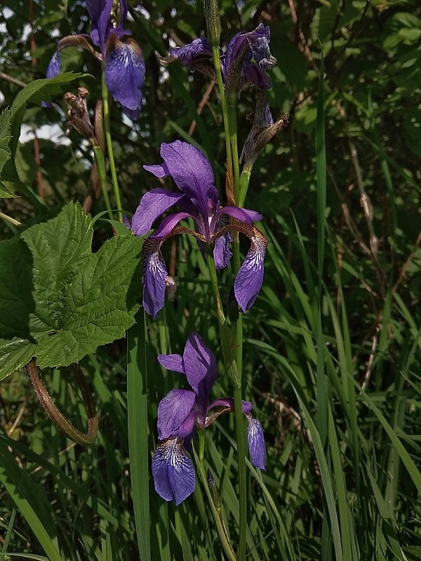 kosatec sibírsky Iris sibirica L.