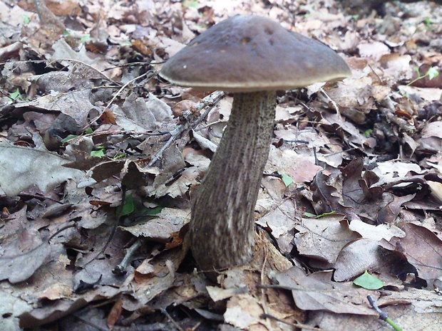 kozák hrabový Leccinum pseudoscabrum (Kallenb.) Šutara