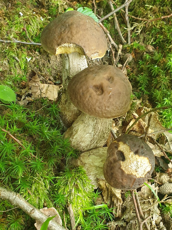 kozák hrabový Leccinum pseudoscabrum (Kallenb.) Šutara