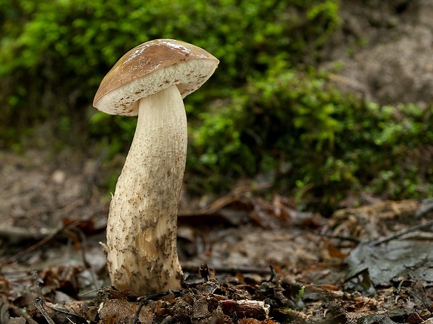 kozák brezový Leccinum scabrum (Bull.) Gray