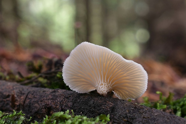 húževnatec voňavý Lentinus suavissimus Fr.