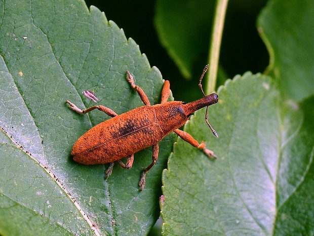 nosánik Lixus neglectus