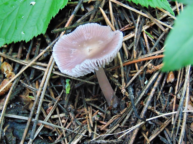 prilbička Mycena sp.