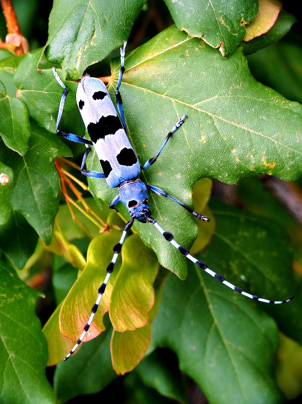 fuzáč alpský Rosalia alpina