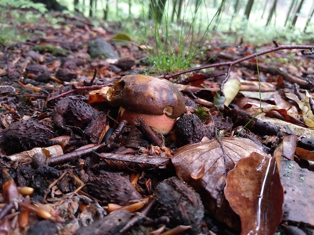 hríb zrnitohlúbikový Sutorius luridiformis (Rostk.) G. Wu & Zhu L. Yang