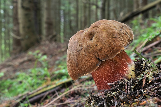 hríb zrnitohlúbikový Sutorius luridiformis (Rostk.) G. Wu & Zhu L. Yang