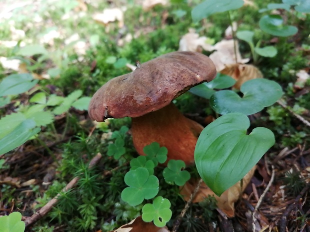 hríb zrnitohlúbikový Sutorius luridiformis (Rostk.) G. Wu & Zhu L. Yang