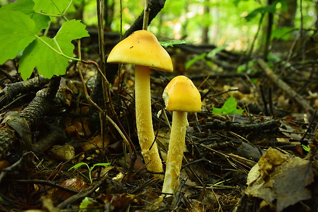 muchotrávka oranžová Amanita crocea (Quél.) Singer